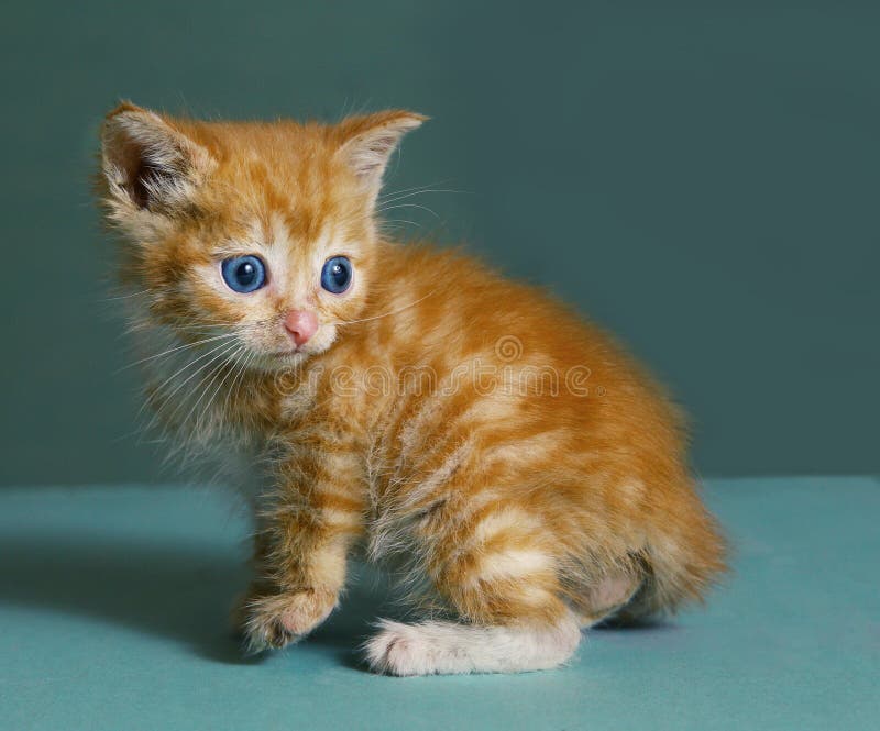 Red Haired Kitten Look Up Sit In The Cupboard Box Stock Image Image Of Cute Cool