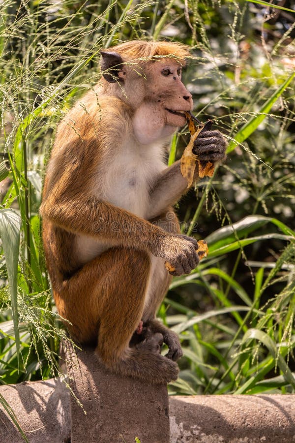Allen's Swamp Monkey | Saint Louis Zoo