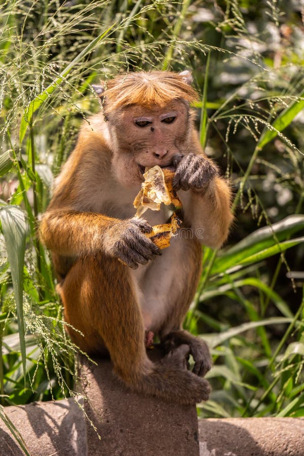Monkey, Old, Baby, Baby, Smiling, Camera, Monkey At The Temple, Khao Takiab  Tourist Friendly,monkey Rim Light,Reflective Monkey Hair Stock Photo,  Picture and Royalty Free Image. Image 102564679.