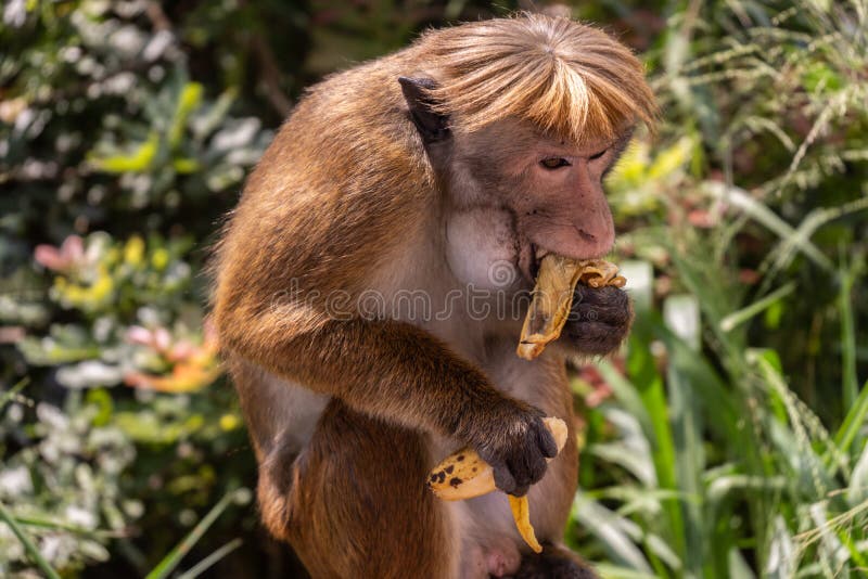 186 Monkey Hairstyle Stock Photos  Free  RoyaltyFree Stock Photos from  Dreamstime