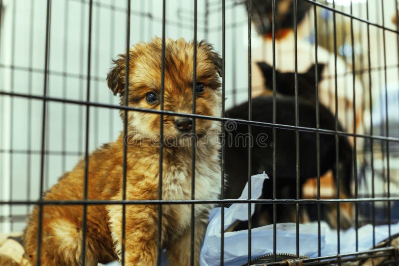 Red-haired puppy looks sadly through the cage, it is given away because it is not needed stock photo Red-haired puppy looks sadly through the cage, it is given away because it is not needed stock photo