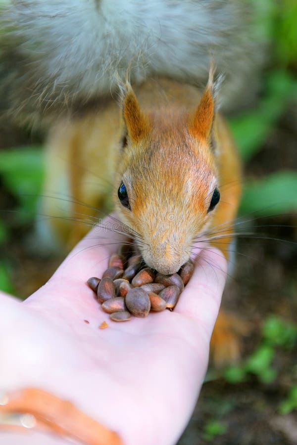 Red-haired squirrel eats pine nuts with hands. royalty free stock images