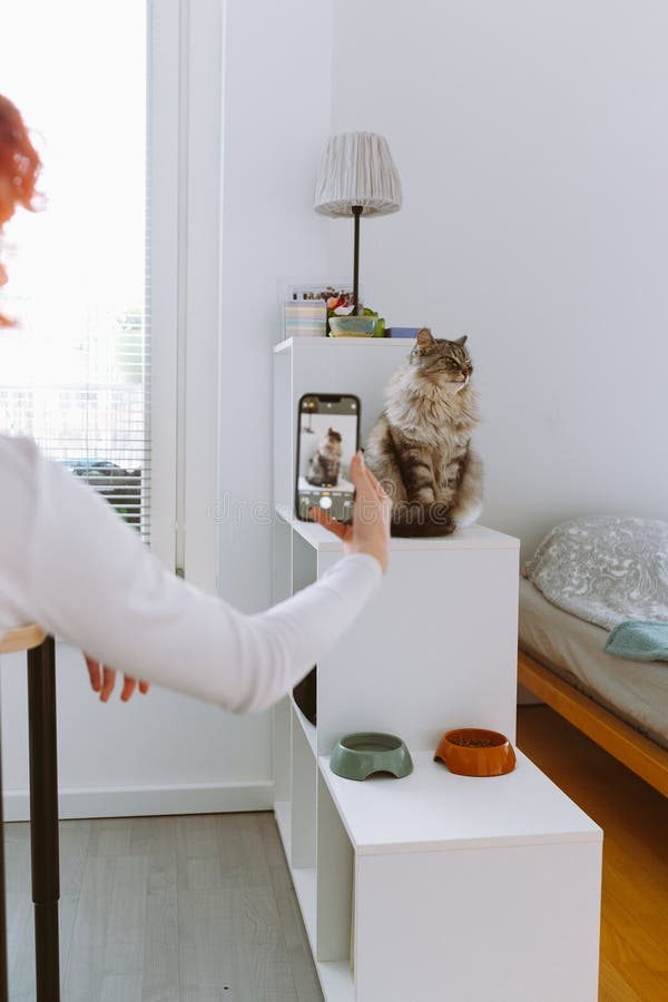 Red-haired young woman takes photo large gray cat on smartphone, sitting on white shelf, posing for camera in home interior. Red-haired young woman takes photo large gray cat on smartphone, sitting on white shelf, posing for camera in home interior