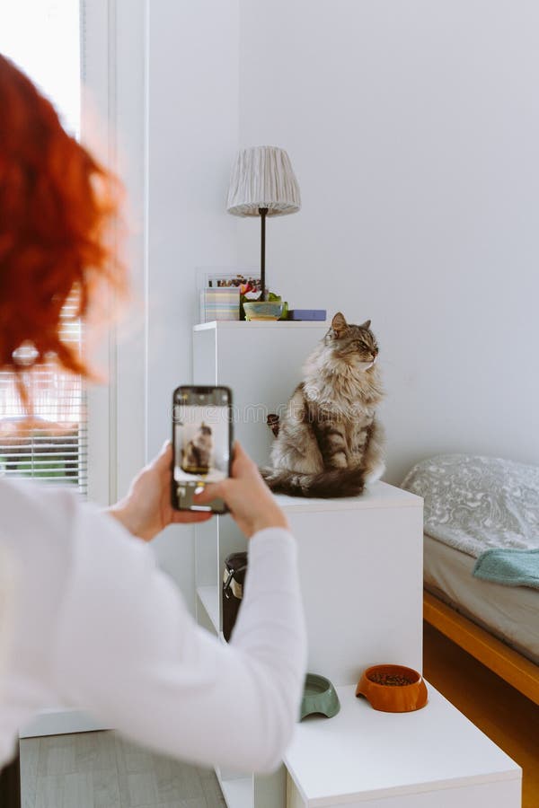 Red-haired young woman takes photo large gray cat on smartphone, sitting on white shelf, posing for camera in home interior. Red-haired young woman takes photo large gray cat on smartphone, sitting on white shelf, posing for camera in home interior