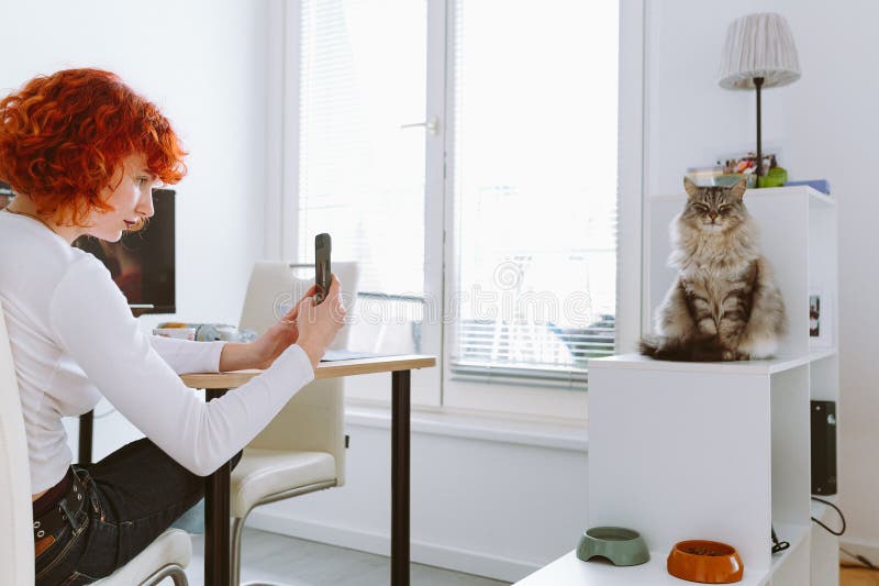Red-haired young woman takes photo large gray cat on smartphone, sitting on white shelf, posing for camera in home interior. Red-haired young woman takes photo large gray cat on smartphone, sitting on white shelf, posing for camera in home interior