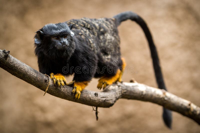Red-handed tamarin monkey in zoopark inside. Red face monkey stock images, royalty-free photos and pictures