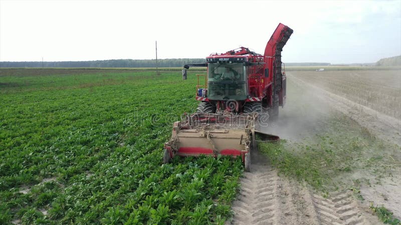 Red harvester removes beets from the field side view.
