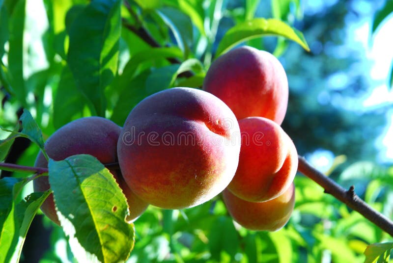 Red Haven Peaches