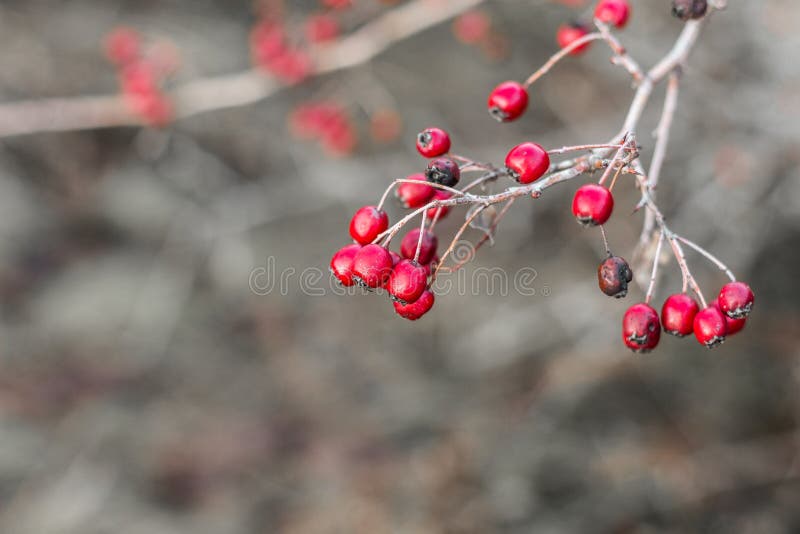 Red Hawthorn Berries on a Bare Branch without Leaves after Rain ...