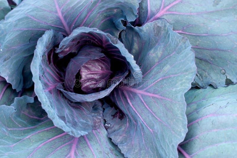 Red head cabbage