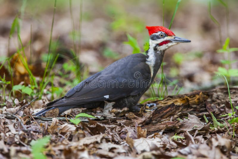 Red Head Woodpecker Landing on Forest Ground. Stock Photo - Image of