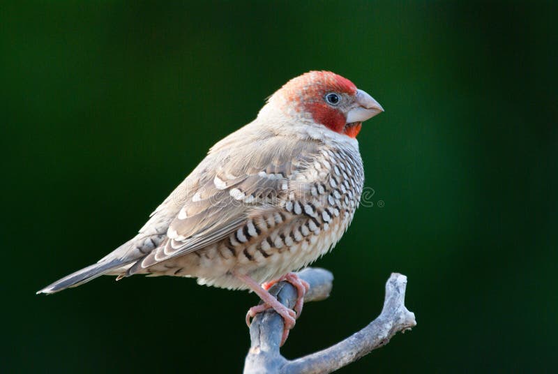 Red-headed finch amadina erythrocephala stock image Red-headed finch amadina erythrocephala stock image