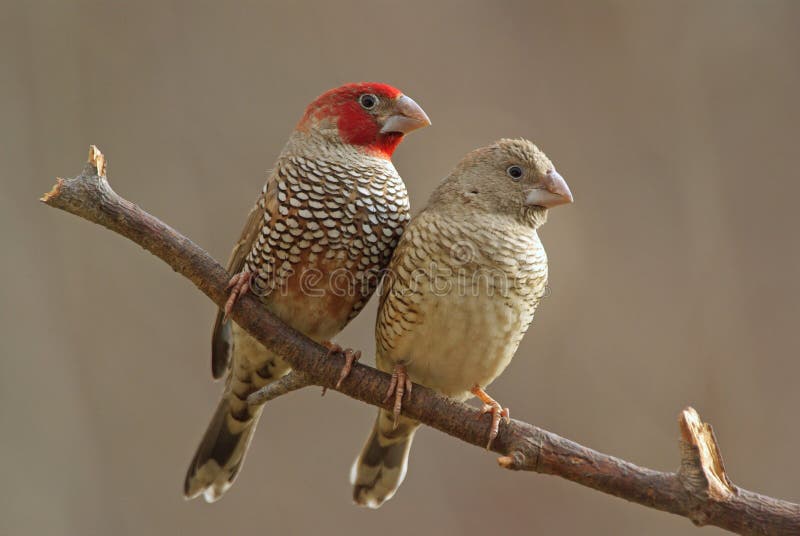 Red-headed finches stock photo. Image of feathers, white - 7769300