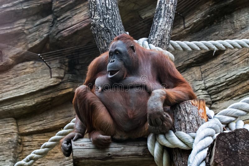 Red headed orangutan royalty free stock photography Red headed orangutan royalty free stock photography