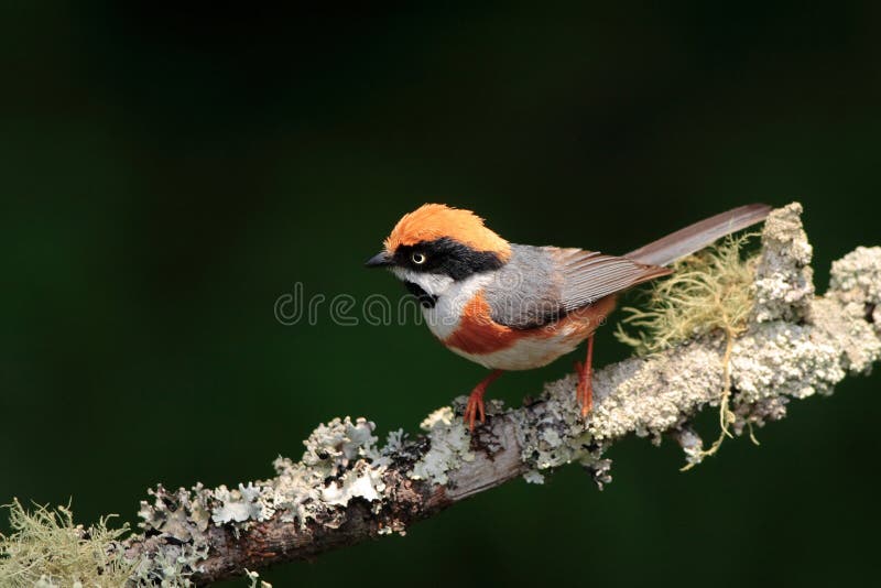 Red-headed Tit