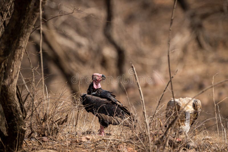 images Indian Red Headed Vulture 225 red headed vulture photos free
