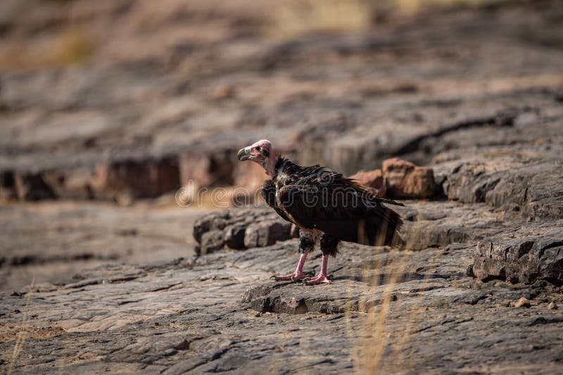 Red headed vulture or sarcogyps calvus or pondicherry vulture close up with expression sitting on rocks at Ranthambore Tiger Reser