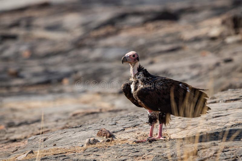 Red Headed Vulture or Sarcogyps Calvus or Pondicherry Vulture Close Up with  Expression Sitting on Rocks at Ranthambore Tiger Reser Stock Photo - Image  of outdoor, forest: 151098658