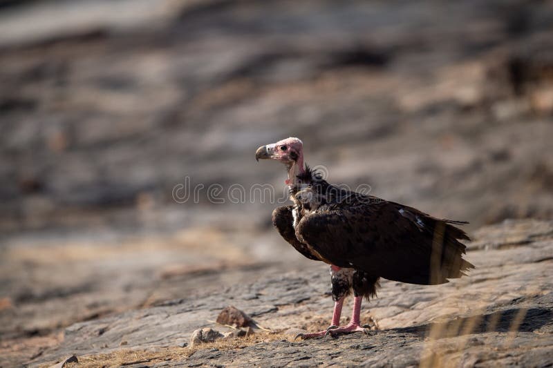 Red headed vulture or sarcogyps calvus or pondicherry vulture close up with expression sitting on rocks at Ranthambore Tiger Reser