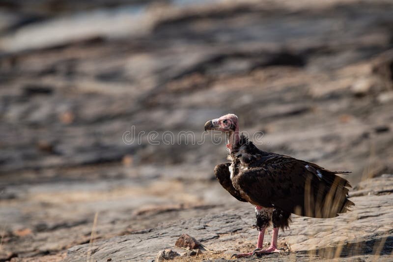 Red headed vulture or sarcogyps calvus or pondicherry vulture close up with expression sitting on rocks at Ranthambore Tiger Reser