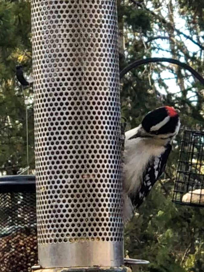 Red Headed Woodpecker on Bird Feeder Stock Image Image of redheaded
