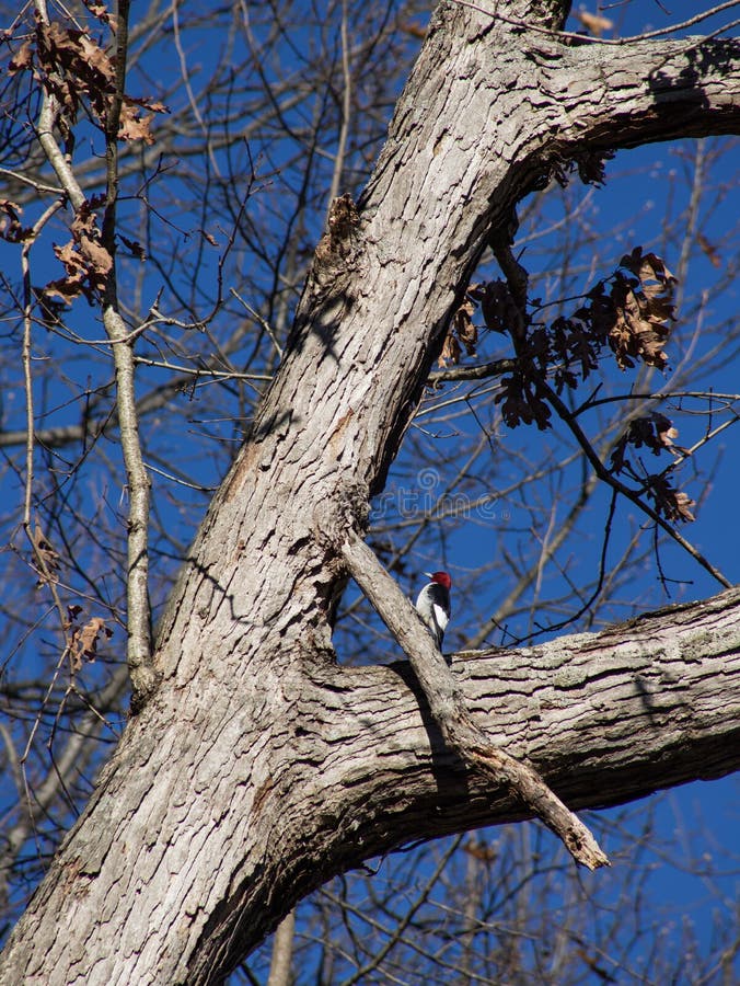 Red-Headed Woodpecker in Kentucky Stock Image - Image of