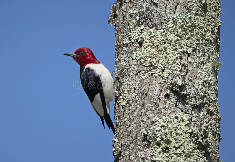Red Headed Woodpecker on Tree Stock Photo Image of virginian, blue