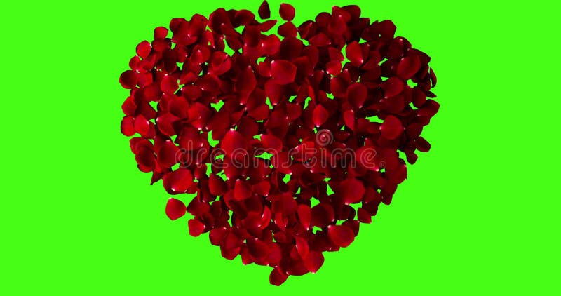 Red heart of rose petals flying with vortex on chroma key, green screen background