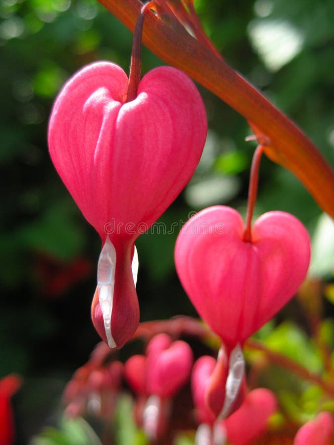 Red heart-shaped flowers stock photo. Image of outdoors - 198443446
