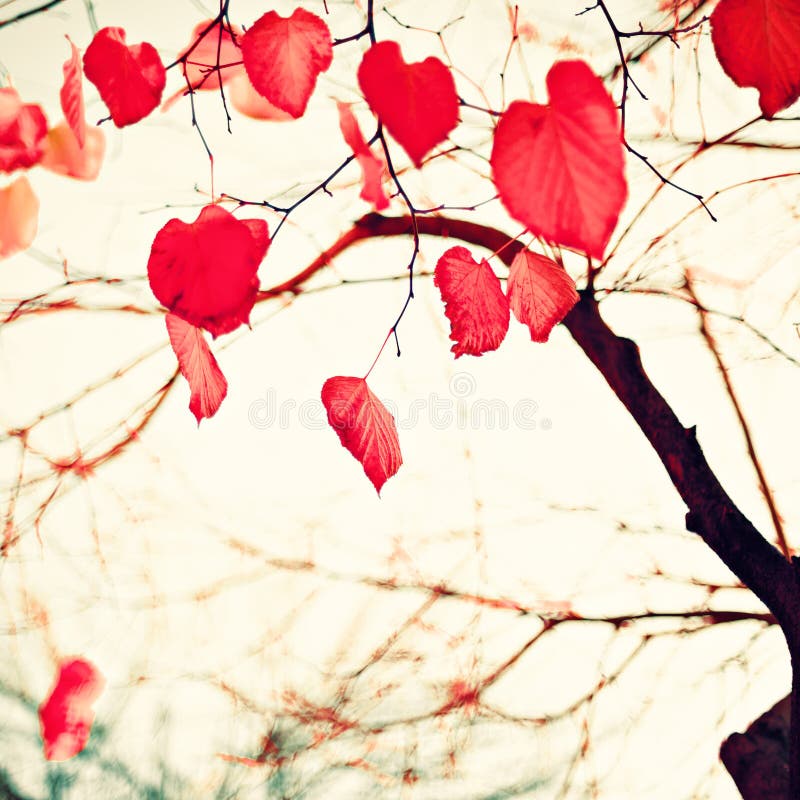 Red heart-shaped leafs