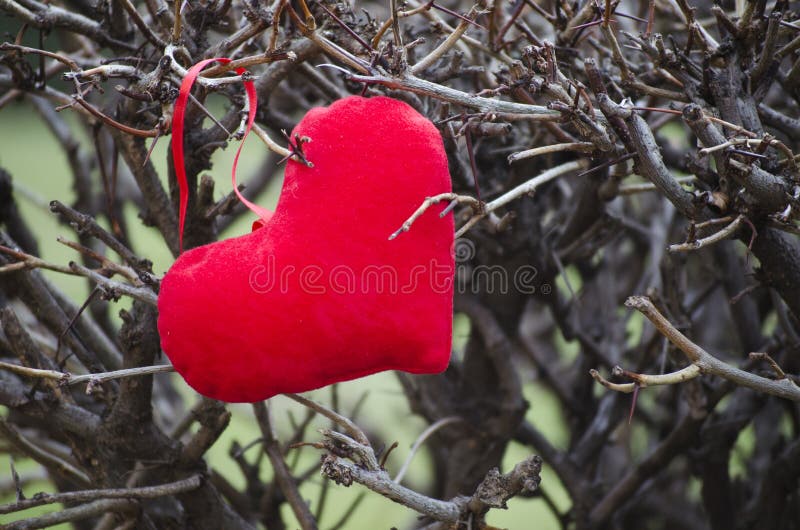 heart wrapped in thorns