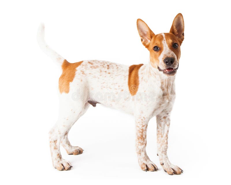 Red Heeler Jack Russell Mix Puppy