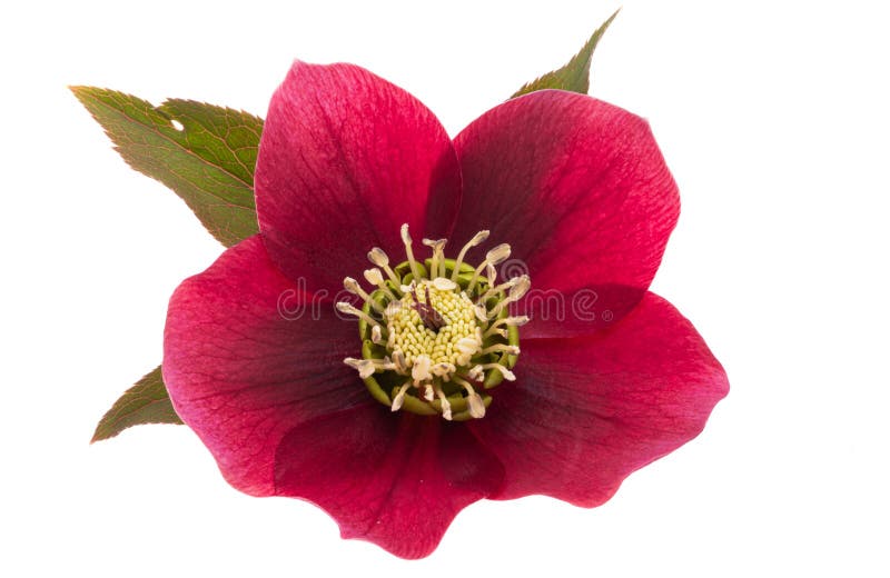 Red Hellebore Flower Isolated Stock Photo Image of blooming, blossom