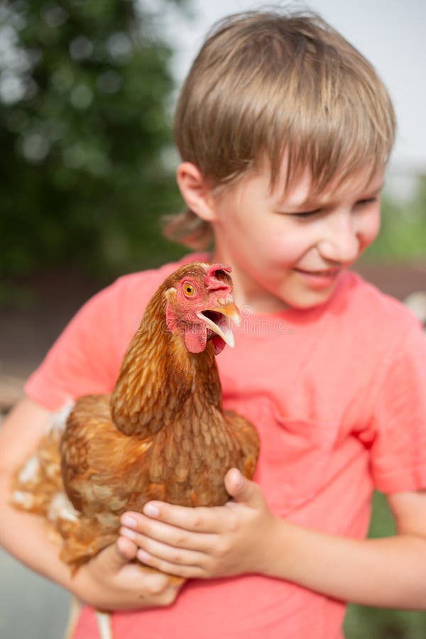 Red hen in the hands of a boy-portrait of a child with a chicken on the farm