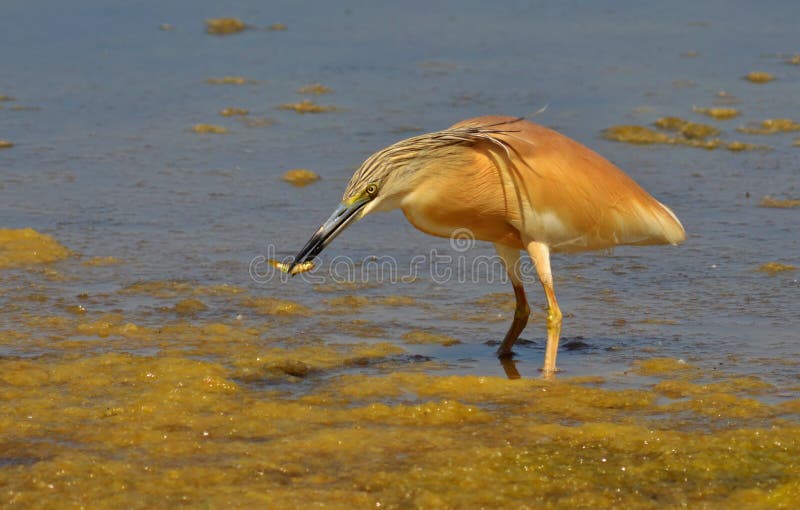 Red heron