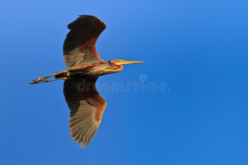 Red heron (ardea purpurea)