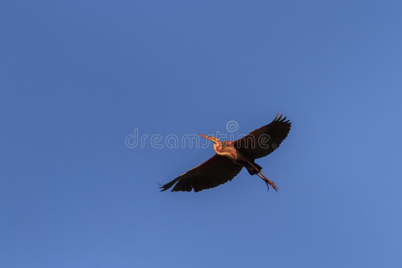 Red heron ardea purpurea in flight