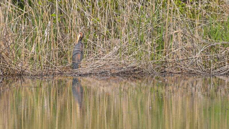 Red heron in the reeds of the marsh