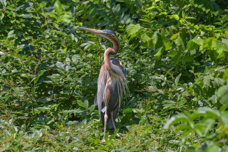 Red heron standing in the trees