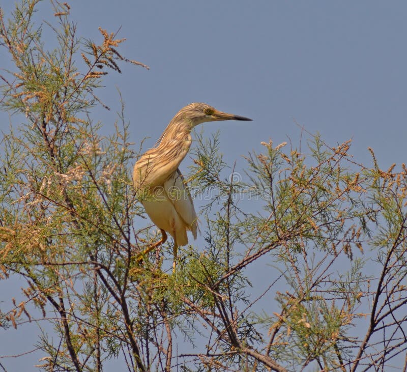 Red heron on the tree