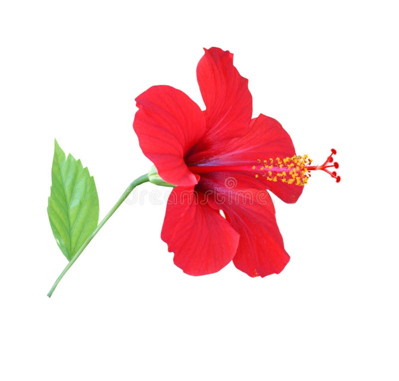 Red hibiscus