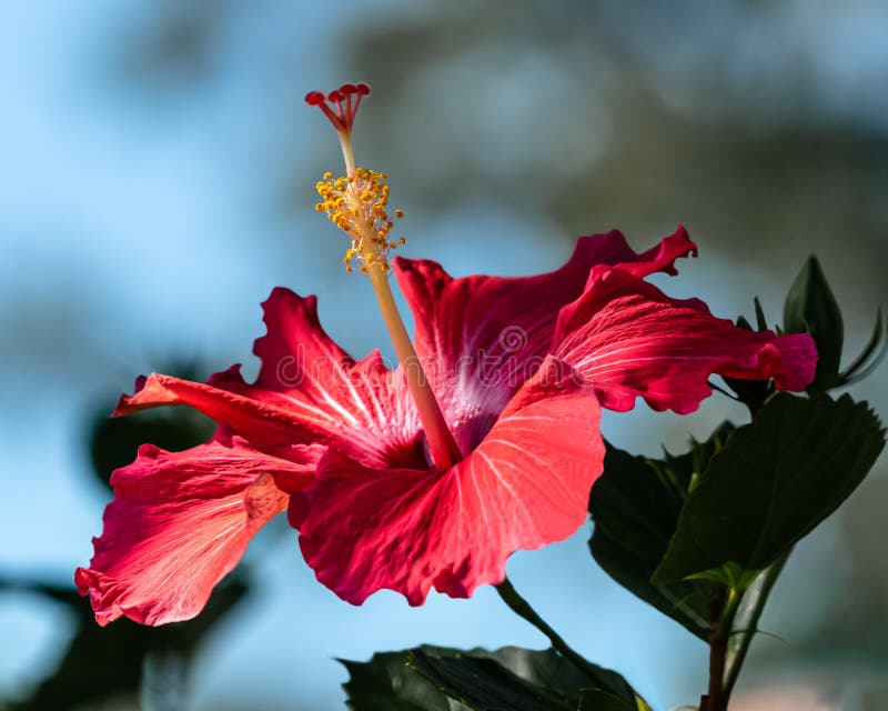 Red Hibiscus Flower Close Up In Sun And Shade With Blurred Background