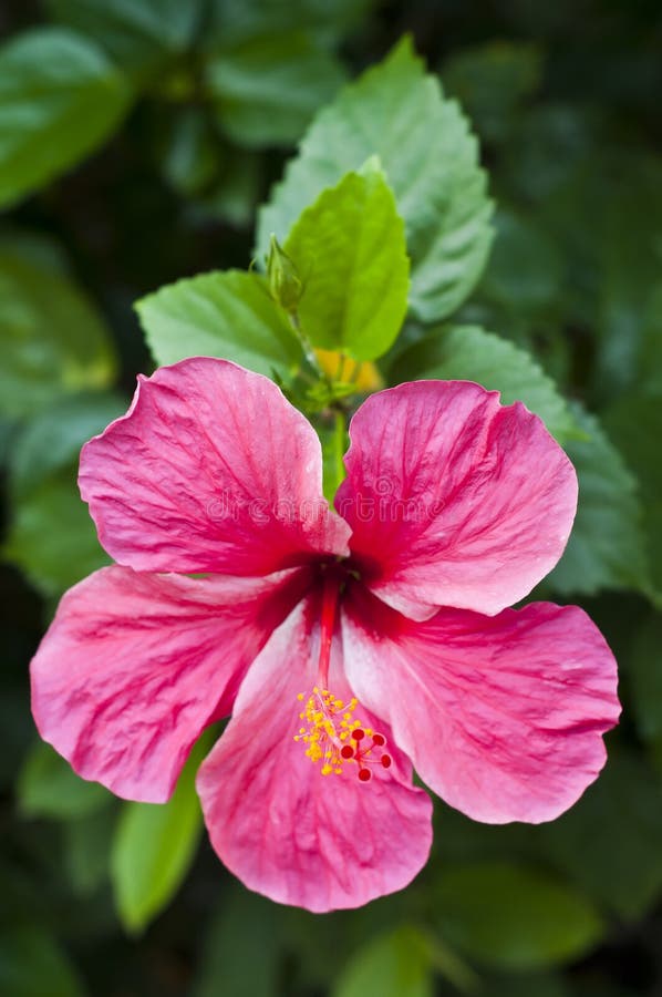 Red Hibiscus. stock image. Image of bright, green, nature 34925447