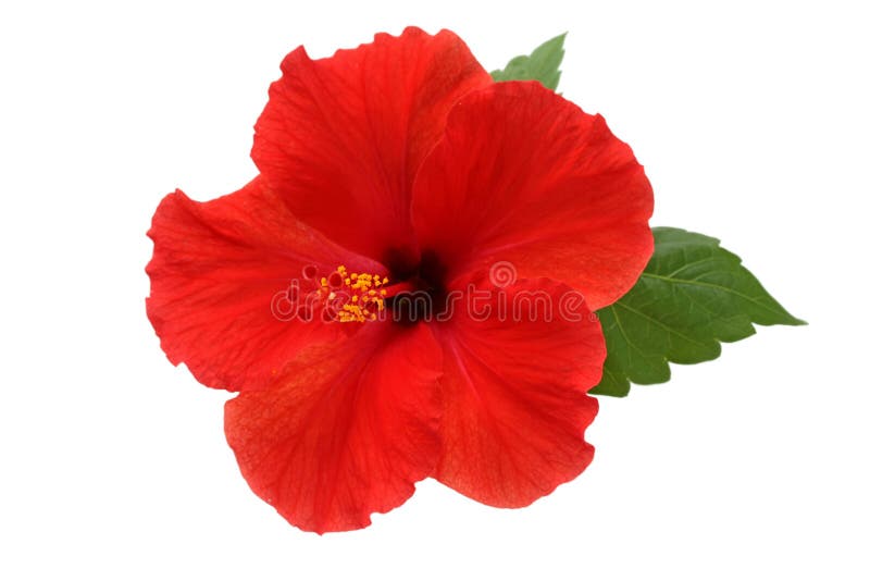 A red hibiscus flower