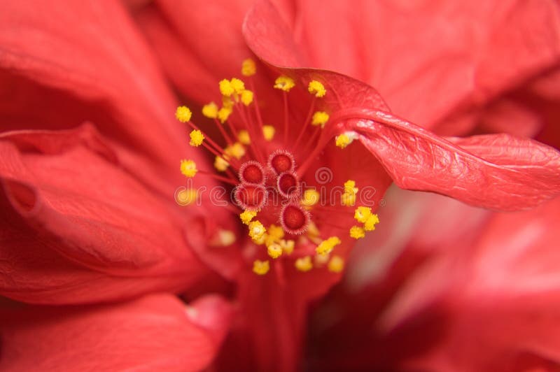 Red hibiscus flower detail stock photo Red hibiscus flower detail stock photo