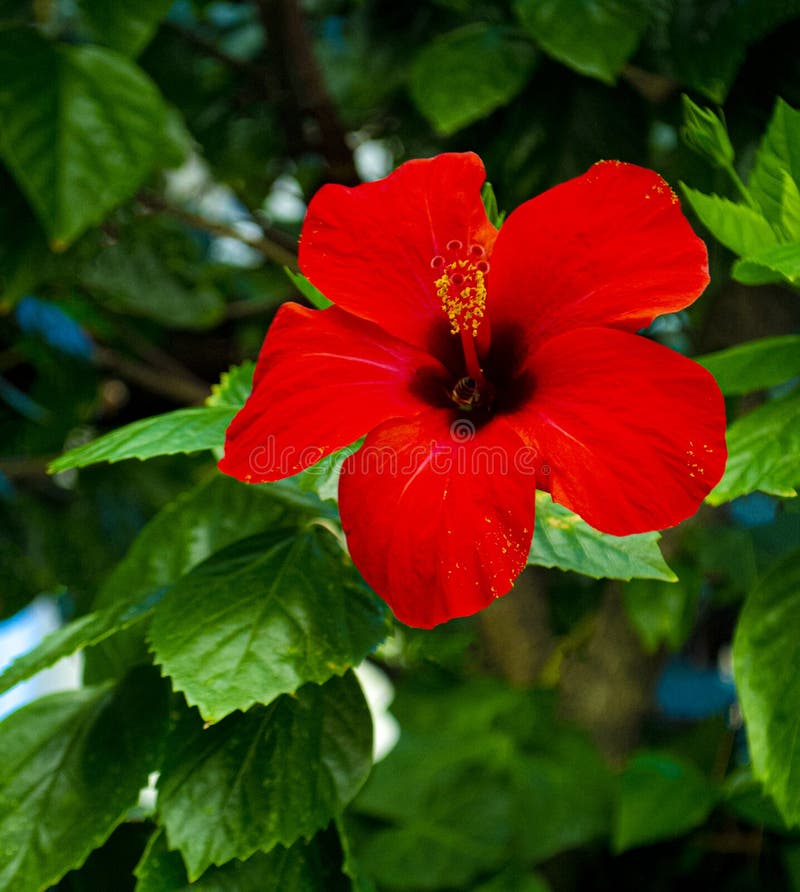 Red Hibiscus Flower on a Green Background Stock Image Image of