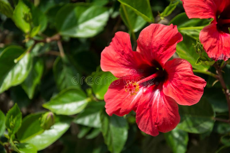 Red hibiscus flower on a green blurred background stock photography Red hibiscus flower on a green blurred background stock photography