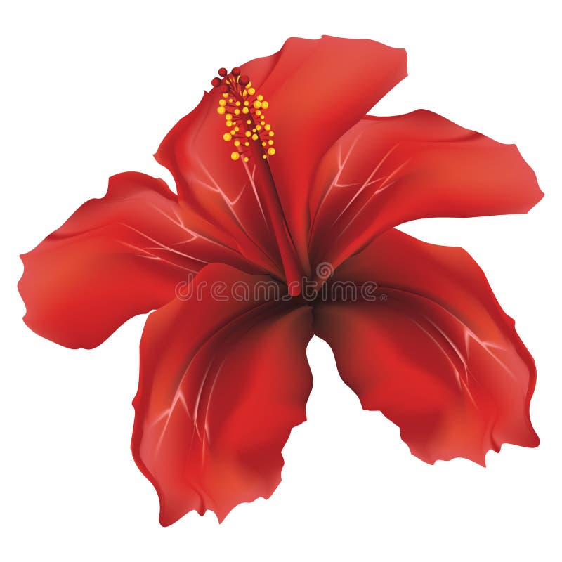 Set of Red Watercolor Hibiscus Flower Stock Illustration - Illustration ...