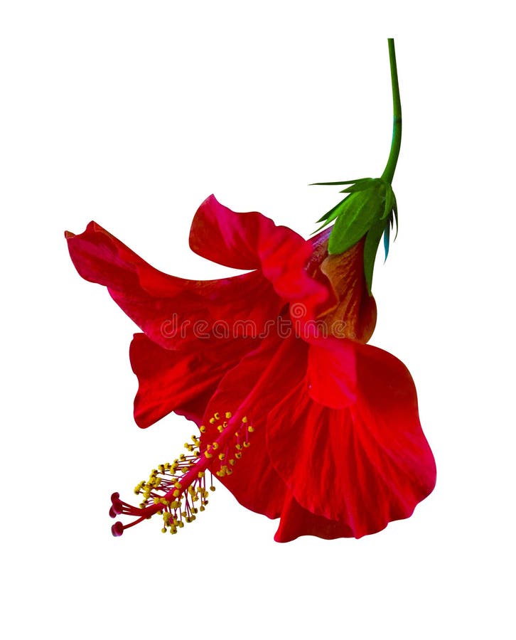 Red hibiscus flower isolated on white background