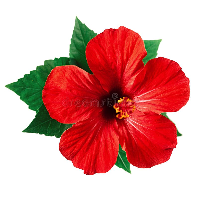 13,936 Red Hibiscus Flower White Background Stock Photos - Free &  Royalty-Free Stock Photos from Dreamstime